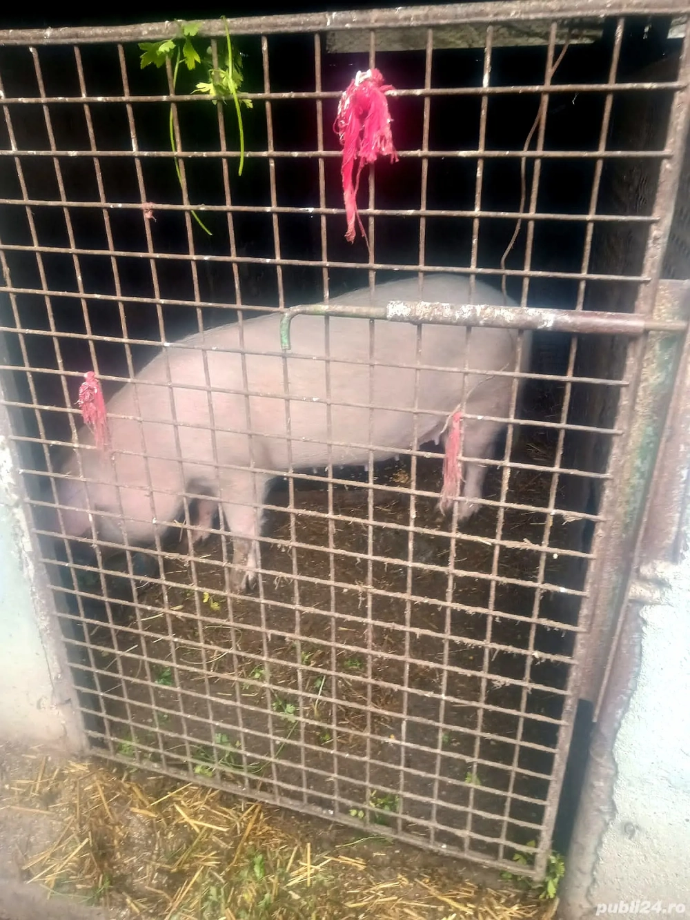 Porci pentru sacrificat