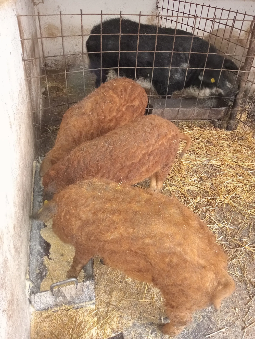 Godaci mangalița varietatea roșu la 40 de kg