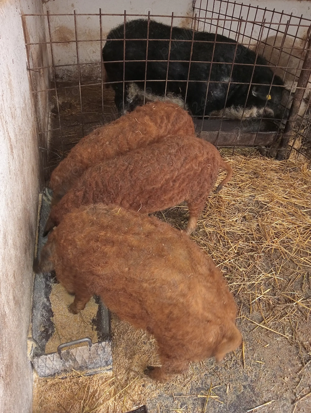 2Scrofițe și1Vieruț peste 40 de kg de reproducție