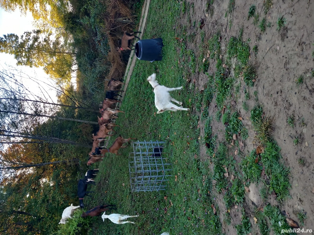 vand capre sannen  si alpina franceza  sau schimb cu vaca bună 