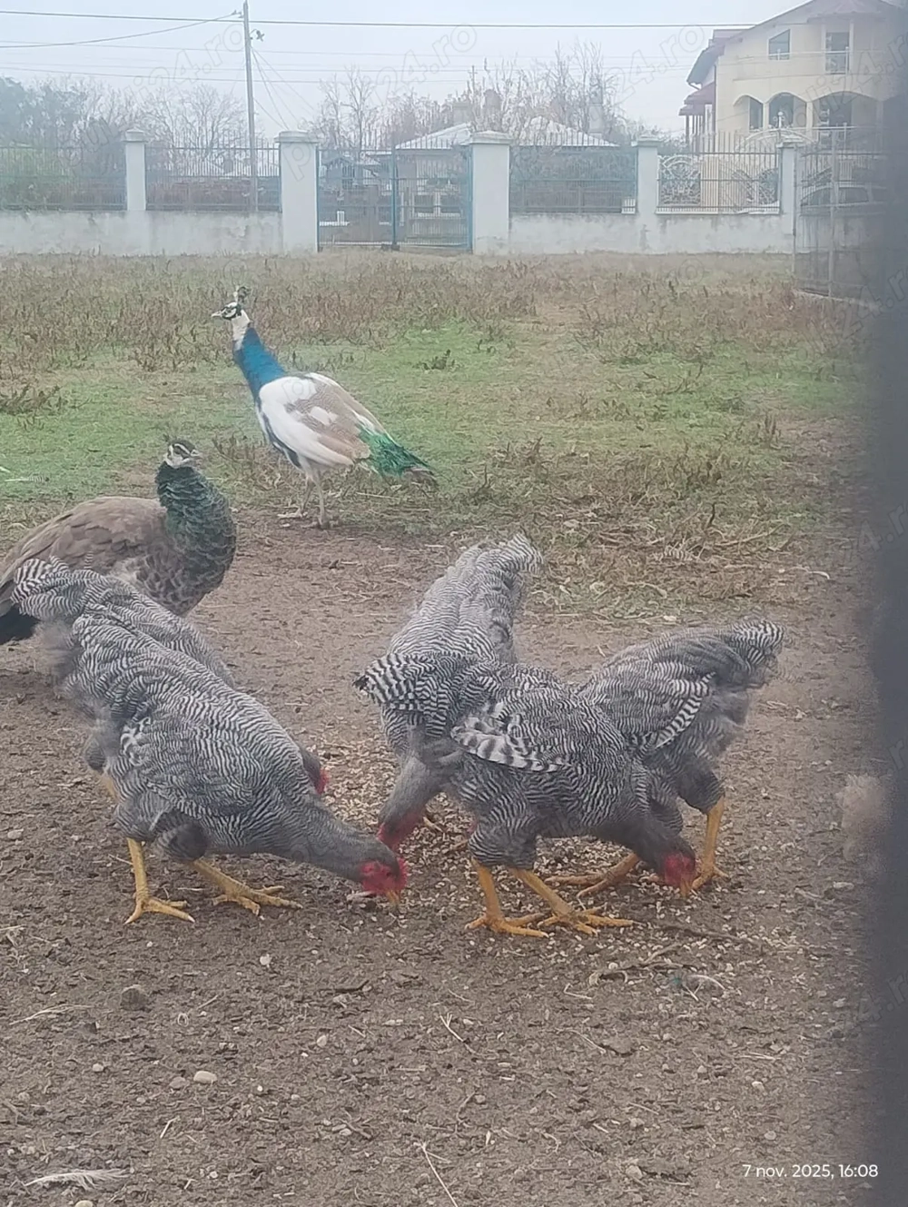 Vând cocoși paymond