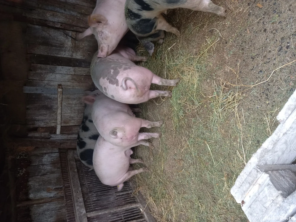 Porci pentru masa de Craciun80-150kg