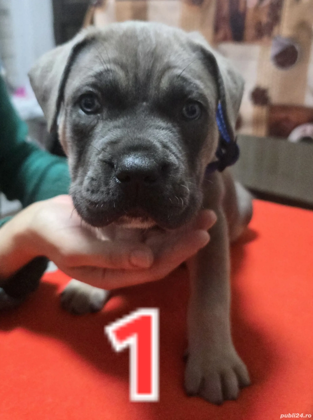 vând pui Baieti Fete Cane Corso