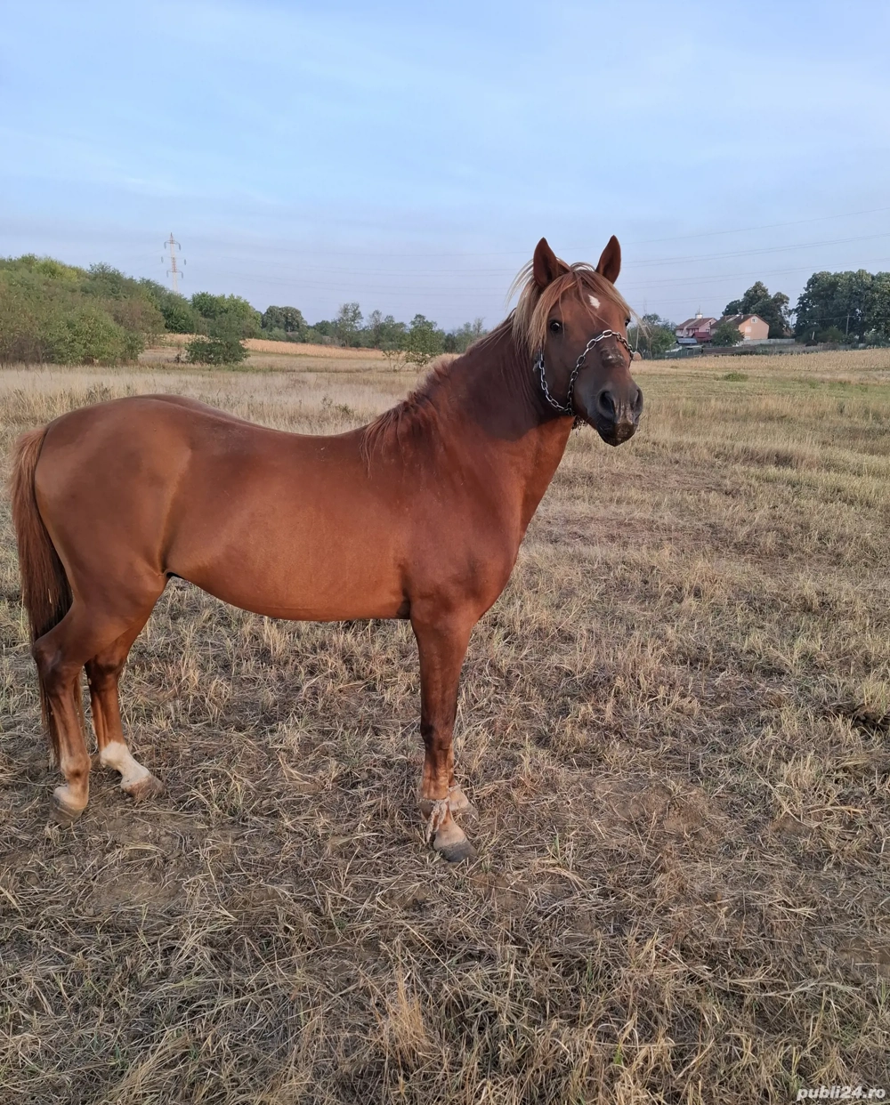 Vând cal Gogoșu MH 