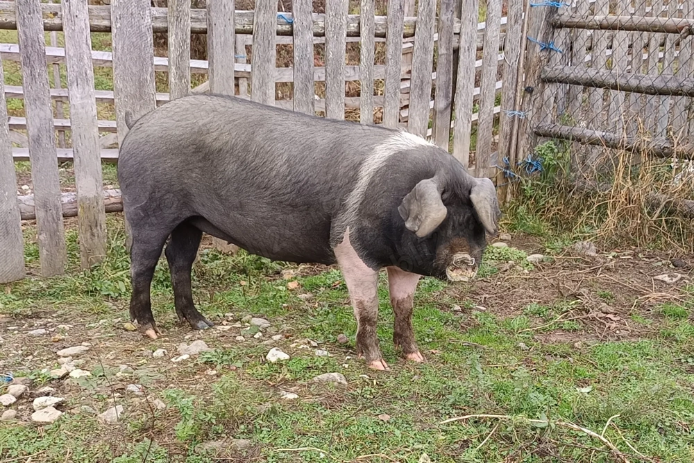 Vând grăsună bazna 