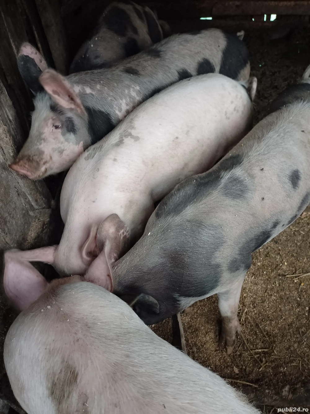 porci crescuti la curte 