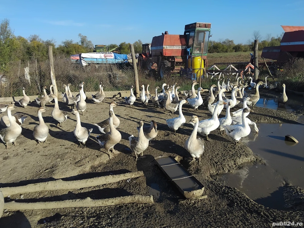 Gaste rate iepuri bibilici