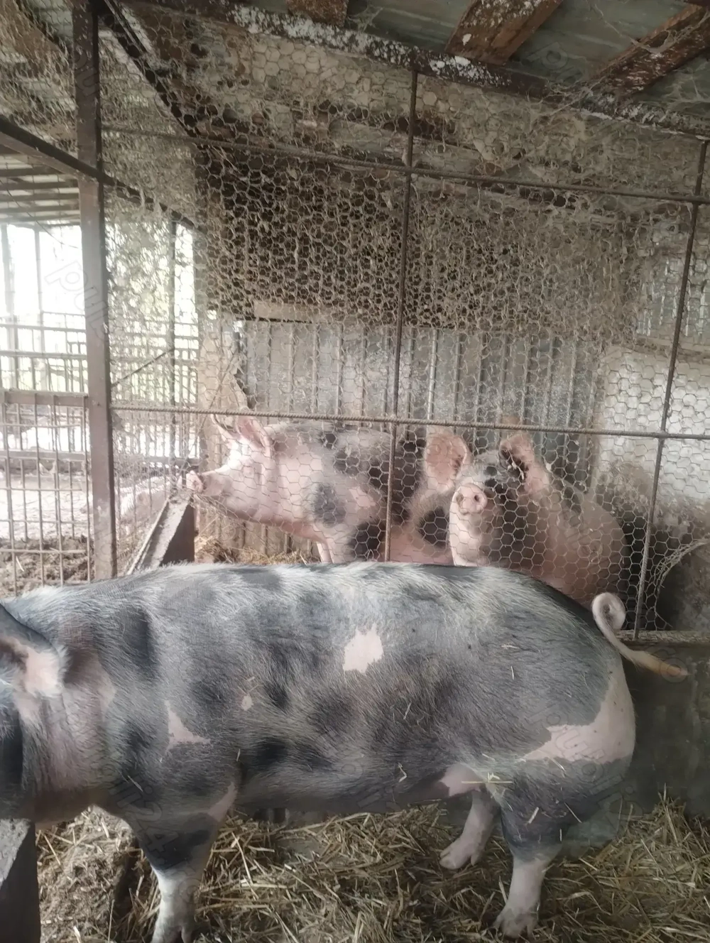 Vând porcii de carne