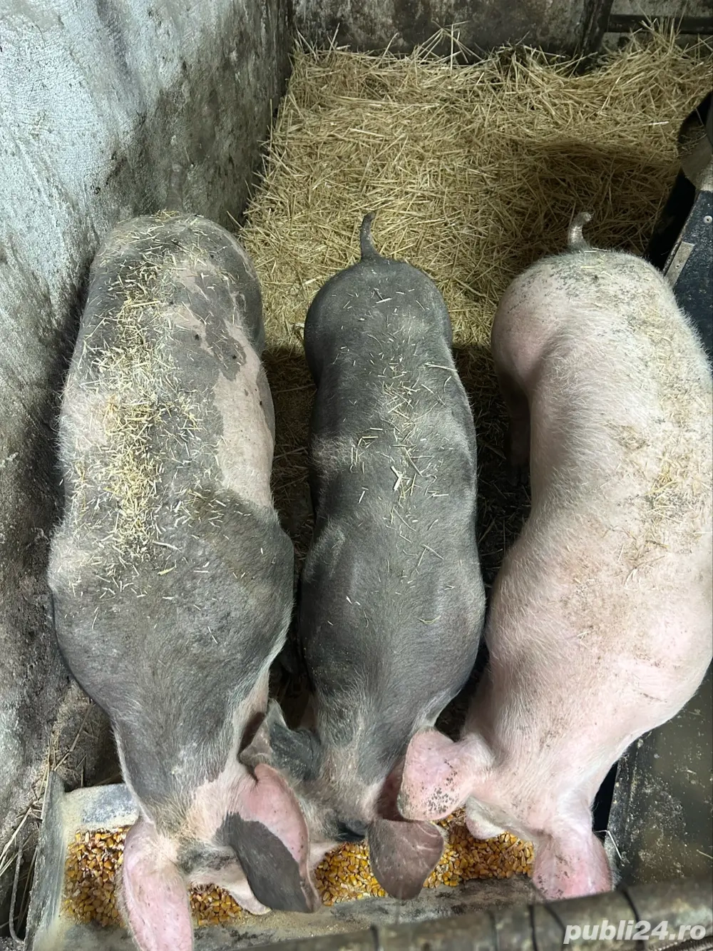 Purcei Pietrain 5 luni 