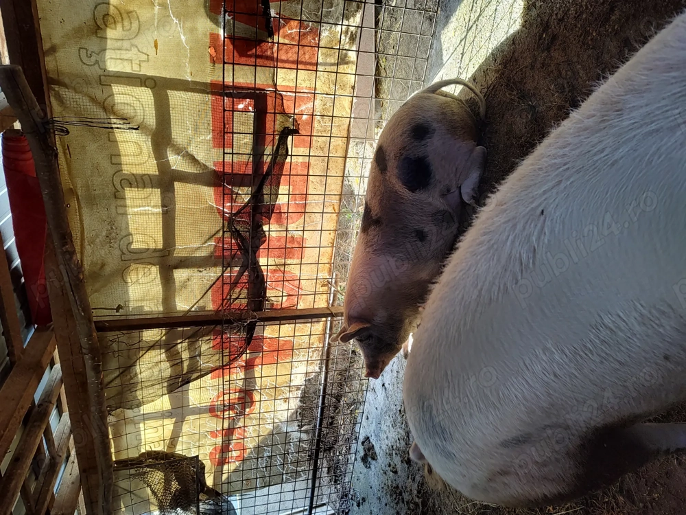Porci de vânzare 