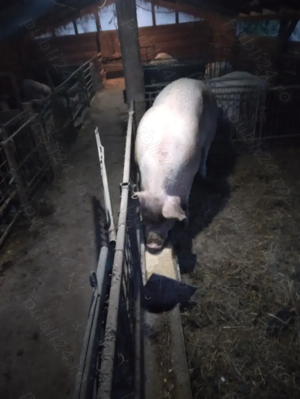 Vand scroafa de sacrificat 