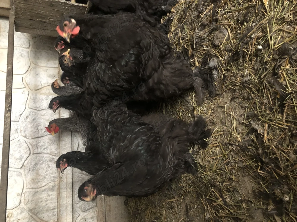 Vand tineret cochinchina urias