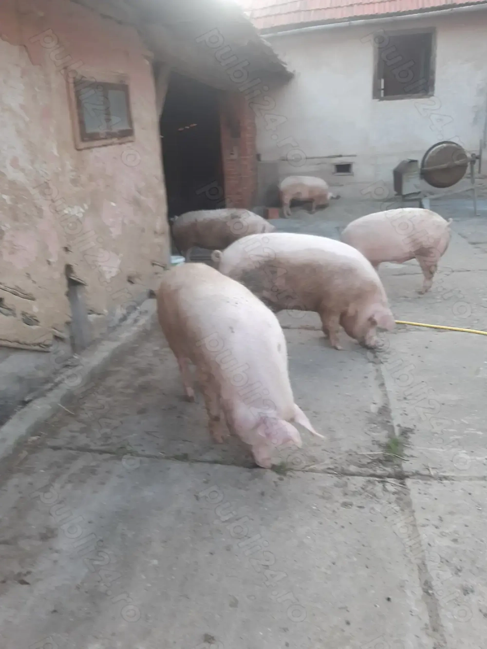 Super oferta la porci!!!