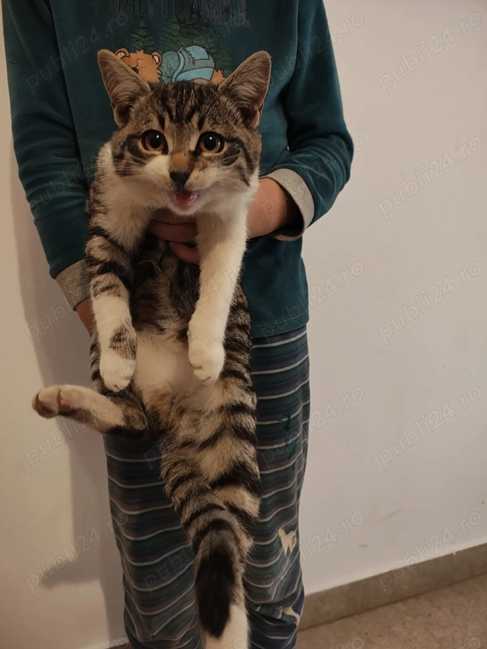 Donez pisicuta superbă