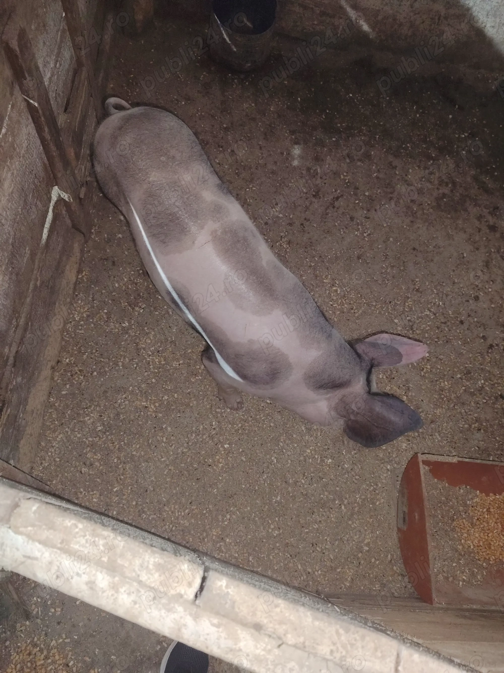 Vand scrofita pietrean belgian pur de 40-50 kg