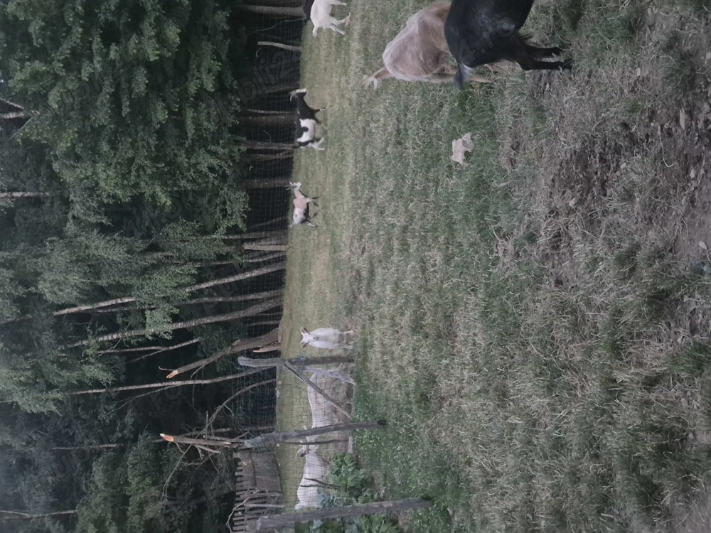 6 caprite tinere de 2 ani si 1 an si 1 tap