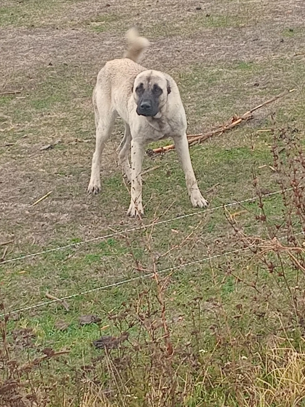 Cățeaua kangal vând sau schimb pe oi