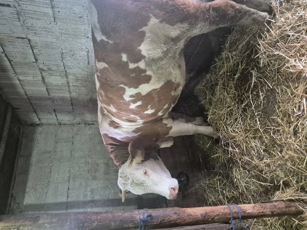 Juninca gestanta baltata