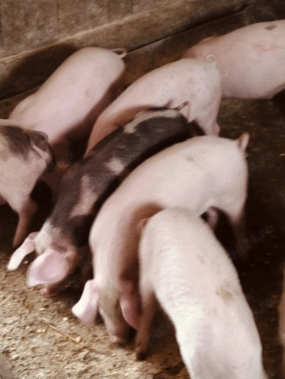 Purcei de 11 săptămâni 