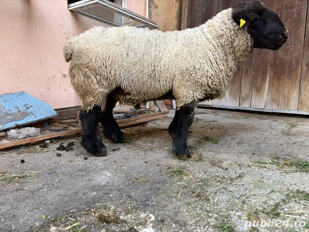 vand berbec suffolk linie englezească