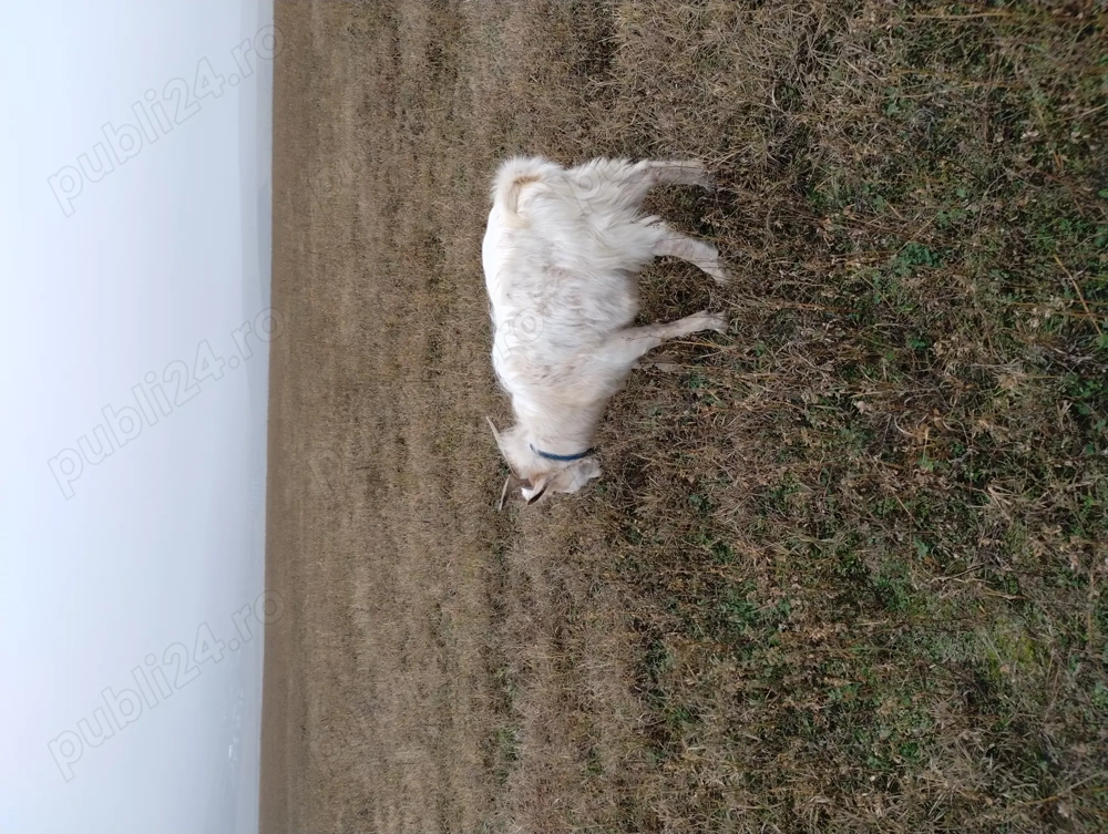 Vând țap pentru sacrificare 