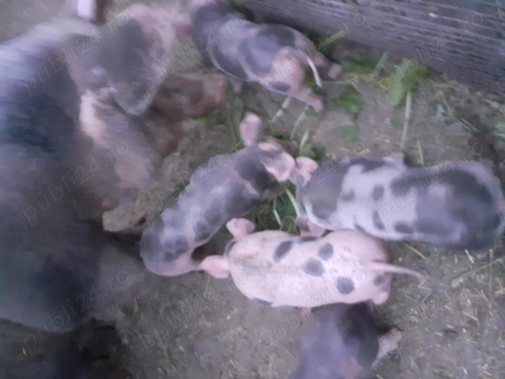 purcei de vanzare,rasa petrain