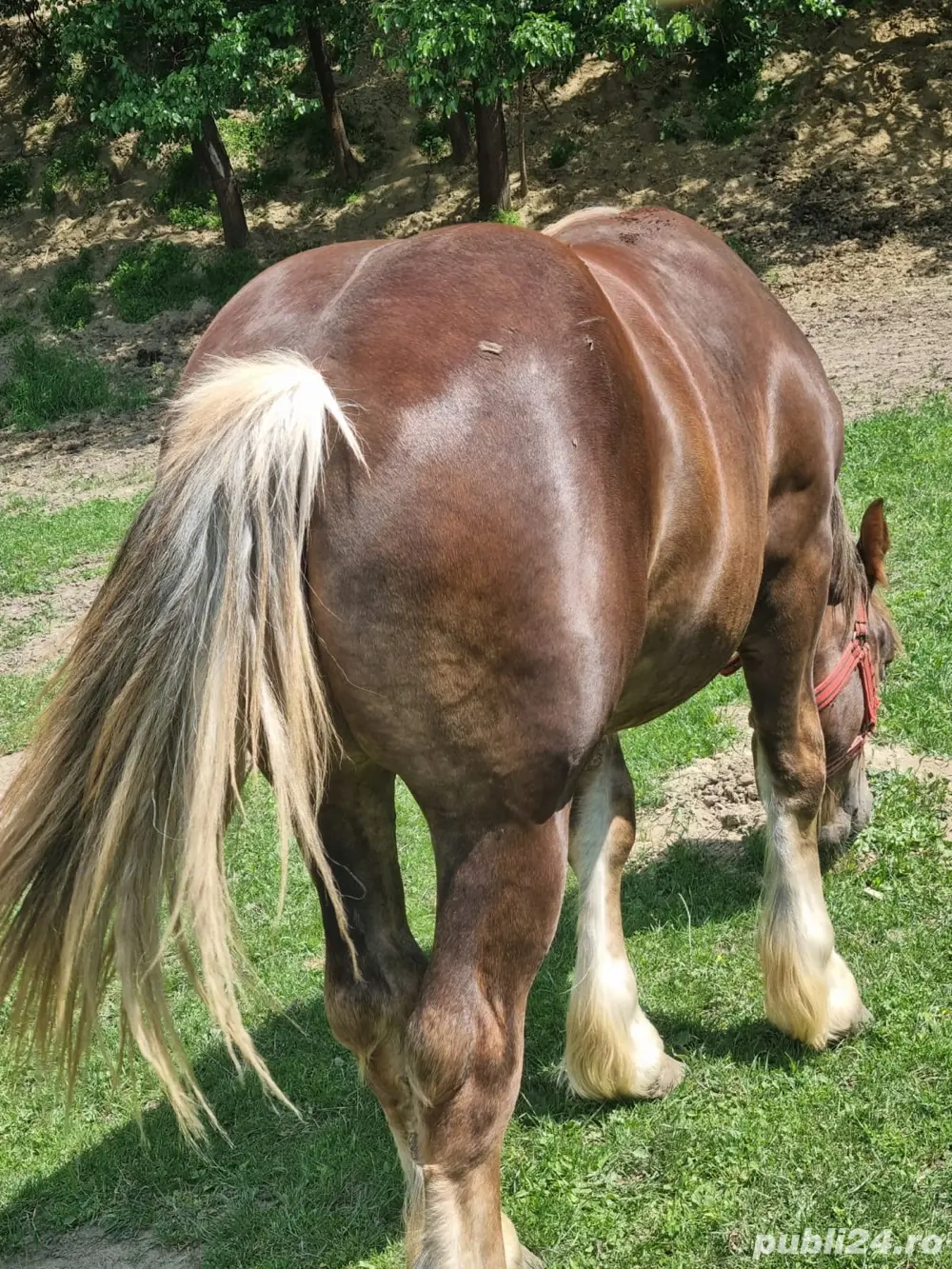 Vând cal ardelenesc ,1 an jumate 