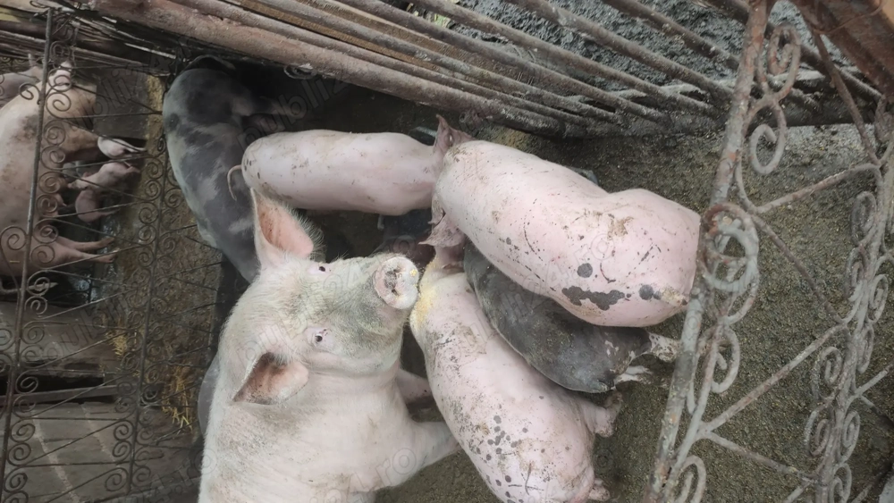 vând pureci rasa petriean cu landras cu greutate 30kg 40