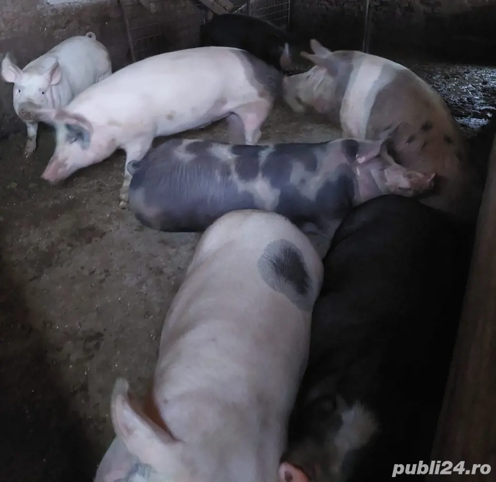 Vand porci de curte crescuti cu furaje proprii