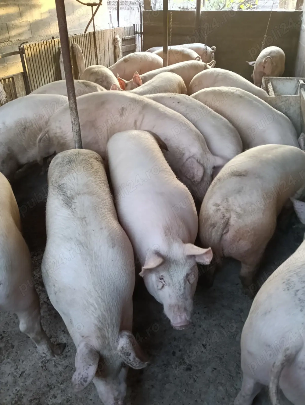 V nd porc pentru sacrificat!!!