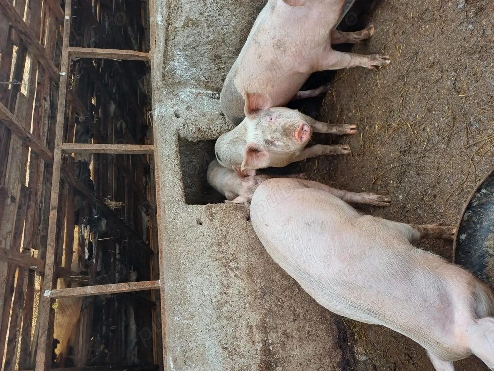  Vând porci 17 lei kg