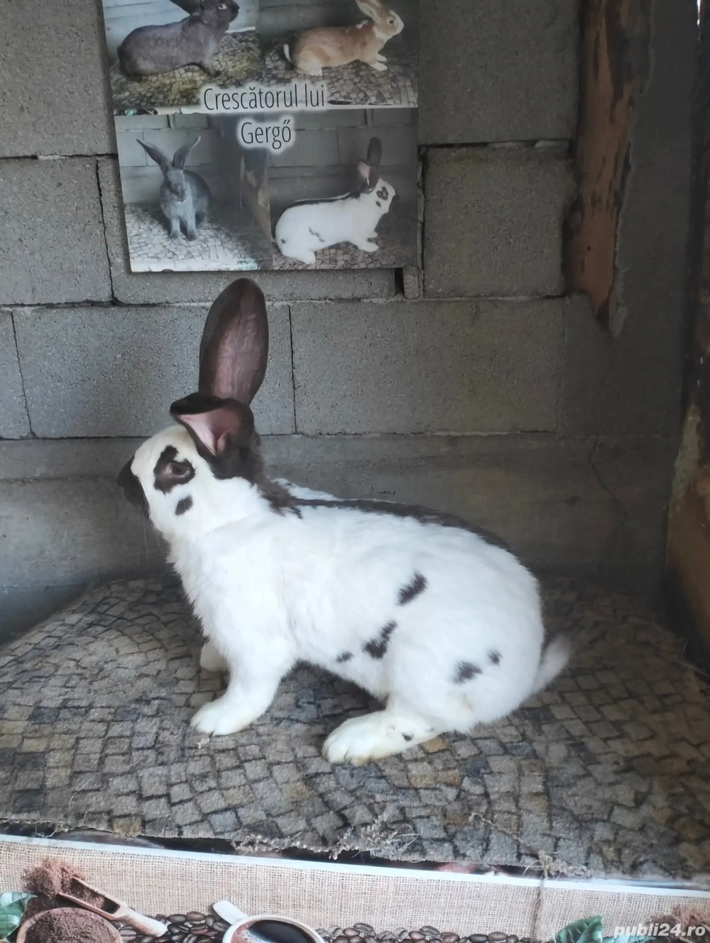 De vanzare iepuri fluture german havana