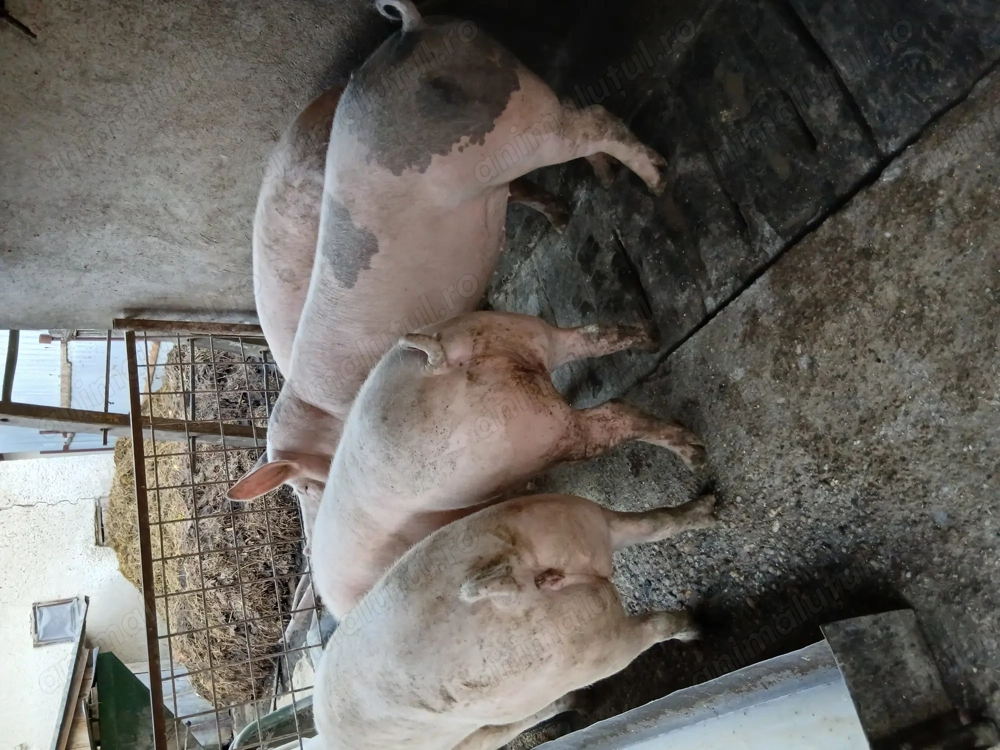 Porci pentru sacrificat