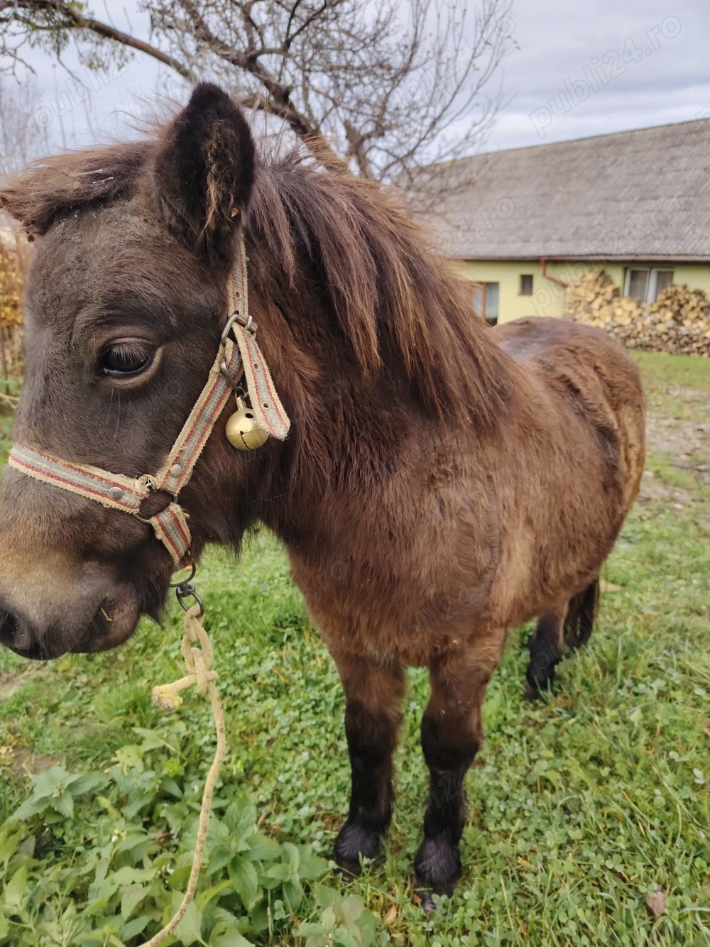 Ponei bland și prietenos