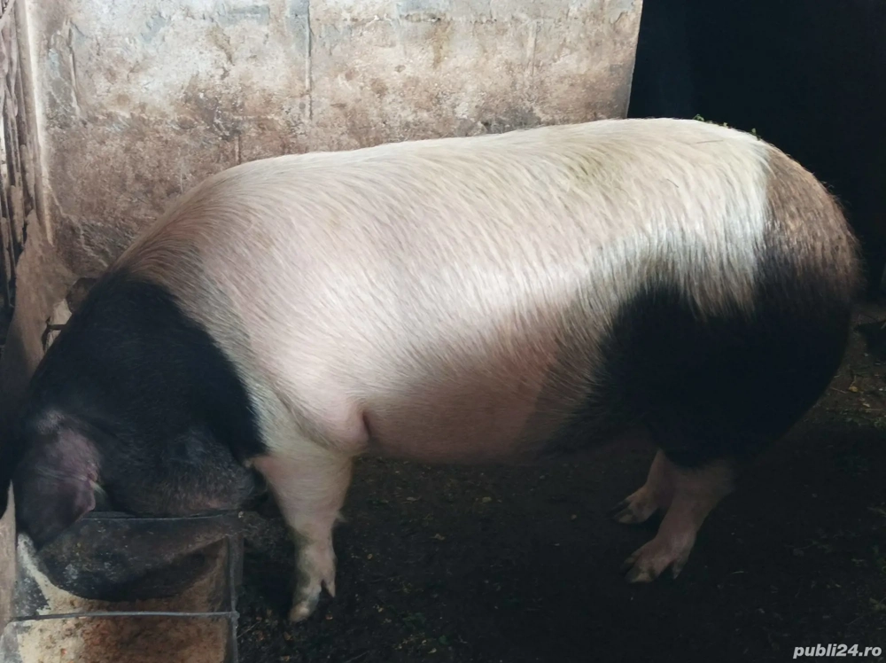 Porci 170-200 Kg