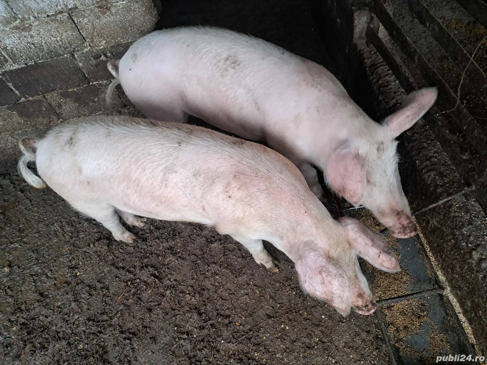 porci de vânzare 100 kg