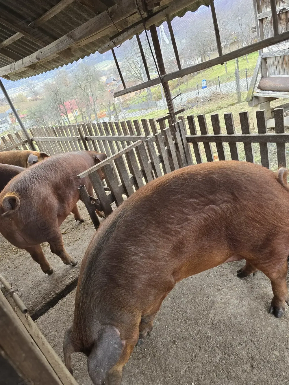 Vand porci cu greutate intre 140-180kg