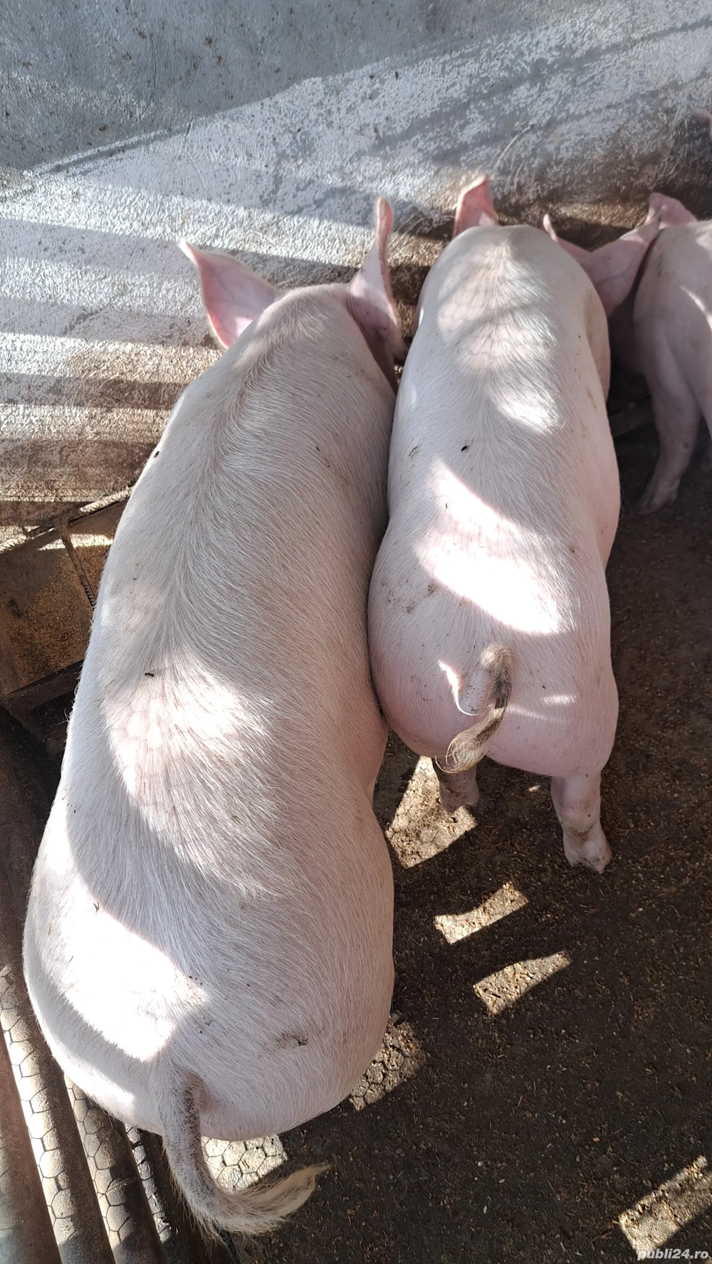 Porci Landrace și Marele Alb