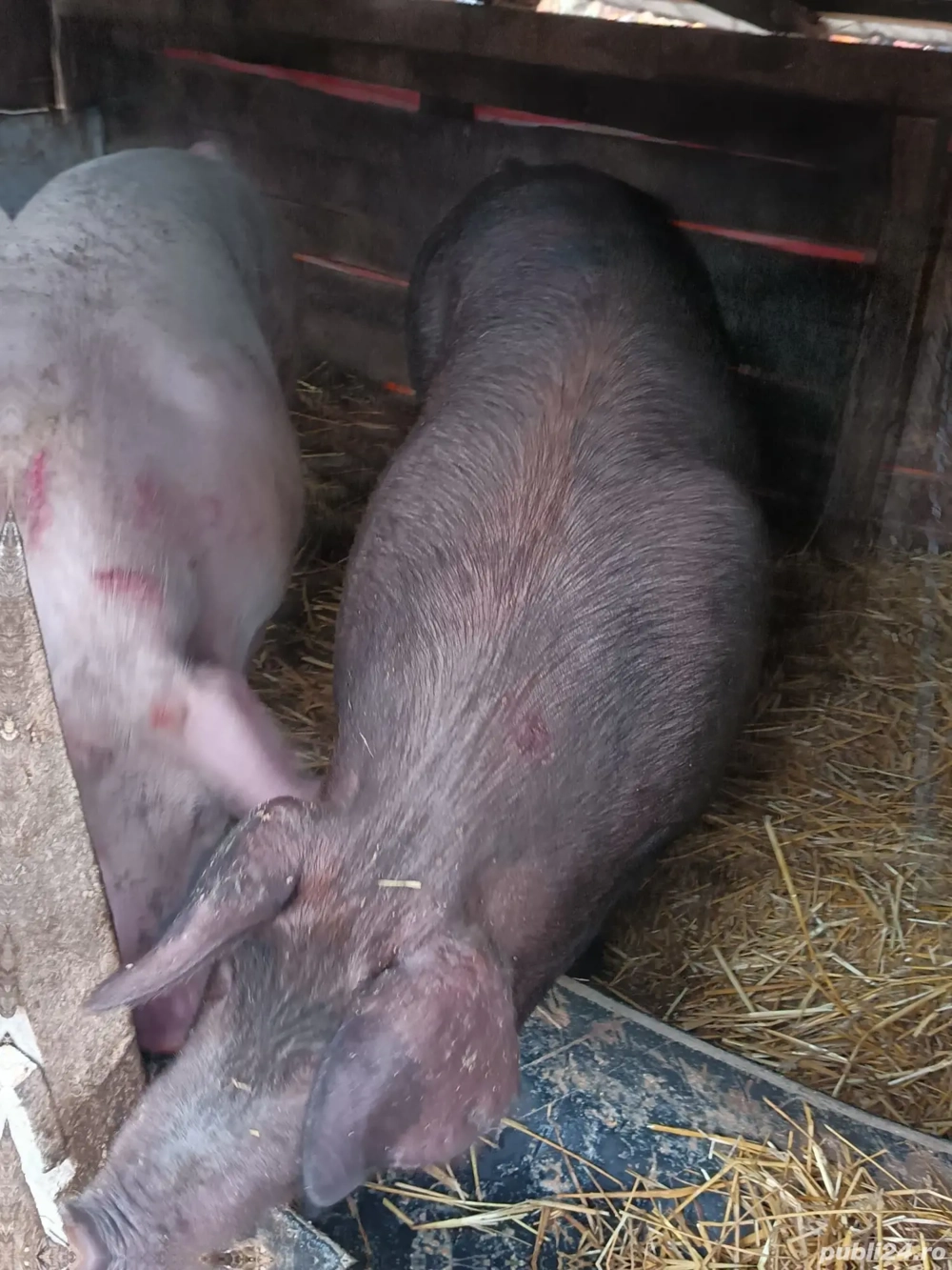 vând porci de țară 