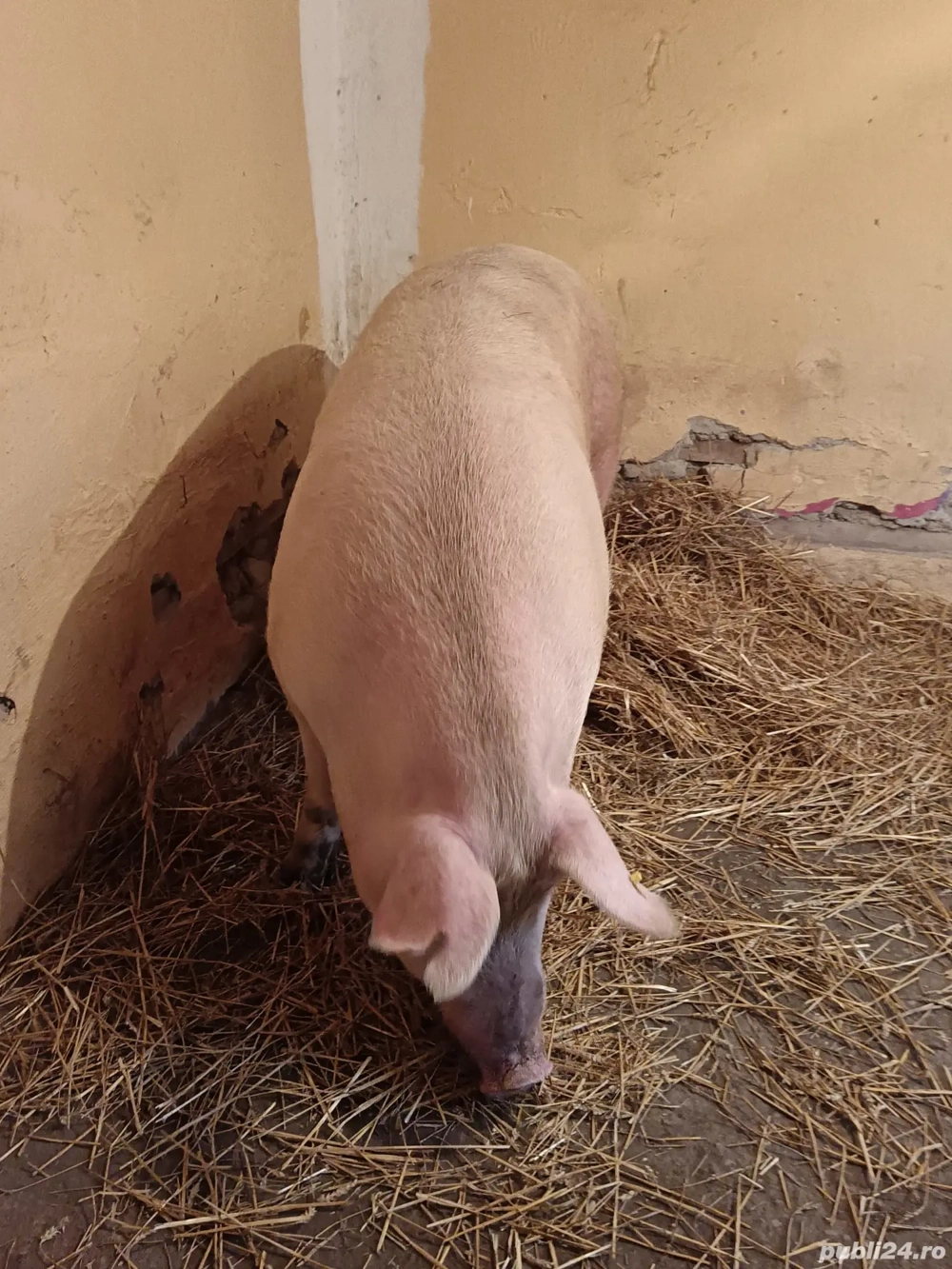 vând porci de țară 