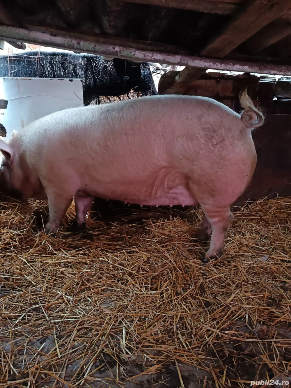 vând porci de țară 