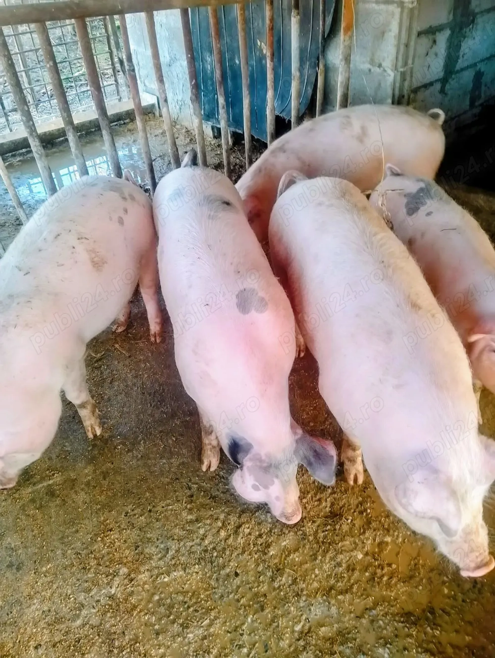 Porci pentru Crăciun 