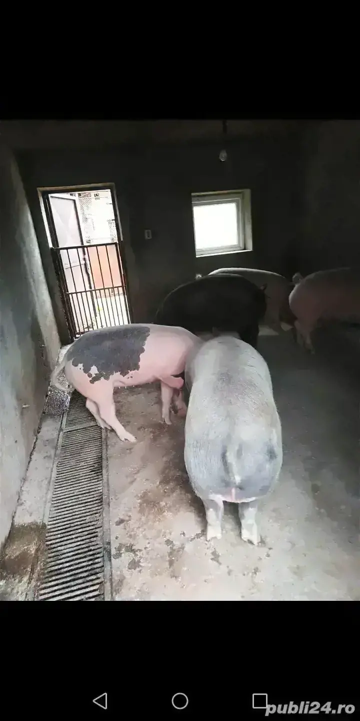 Porci de vânzare 