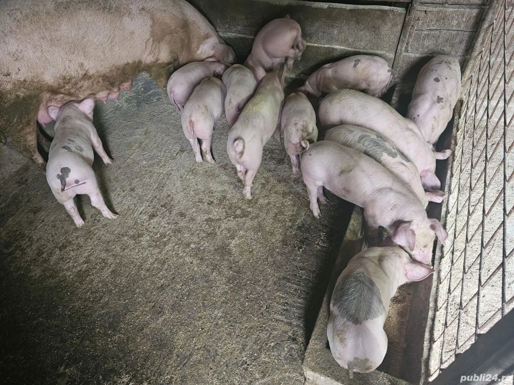 Vând purcei de 8 săptămâni 