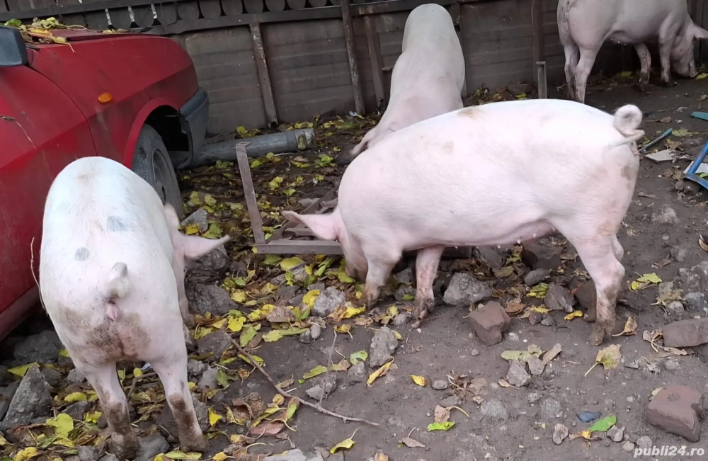 Porci de vanzare 