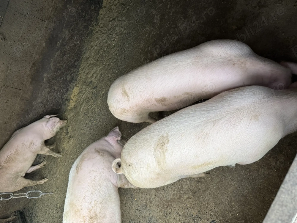 Vând porci pt tăiat între 90-200 