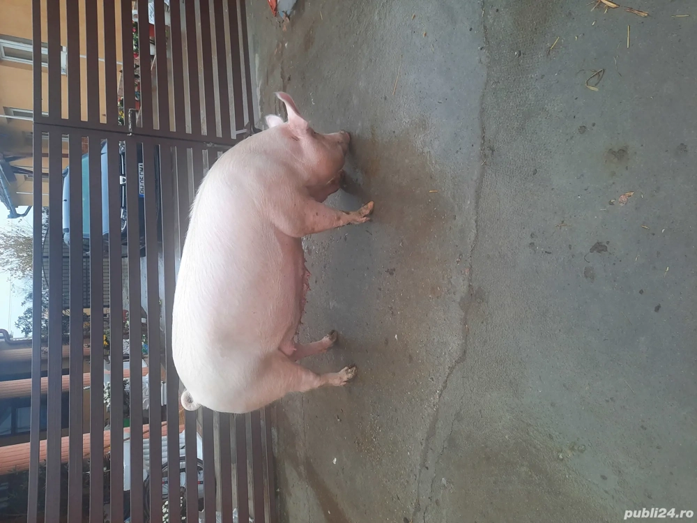 Scroafă de vânzare pentru sacrificat