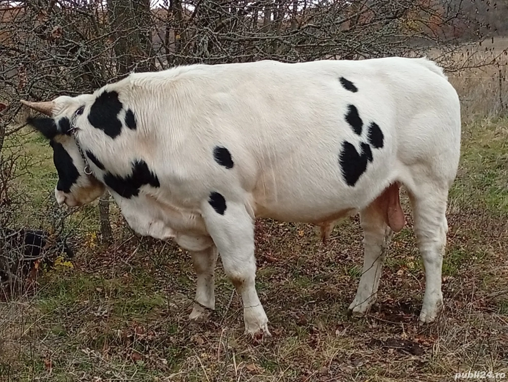 taure de vânzare 90 milioane 