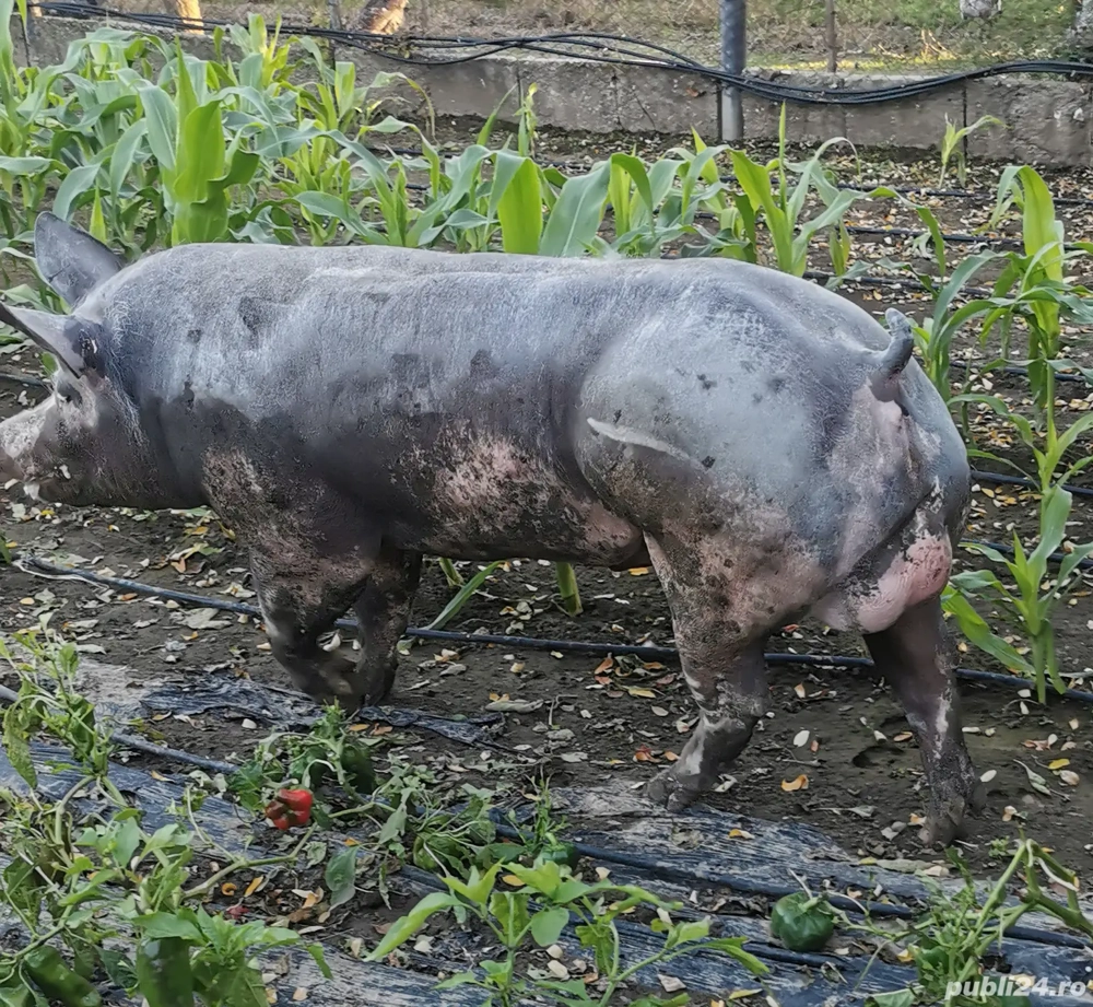 Pietrain belgian pur pt reproducție! 