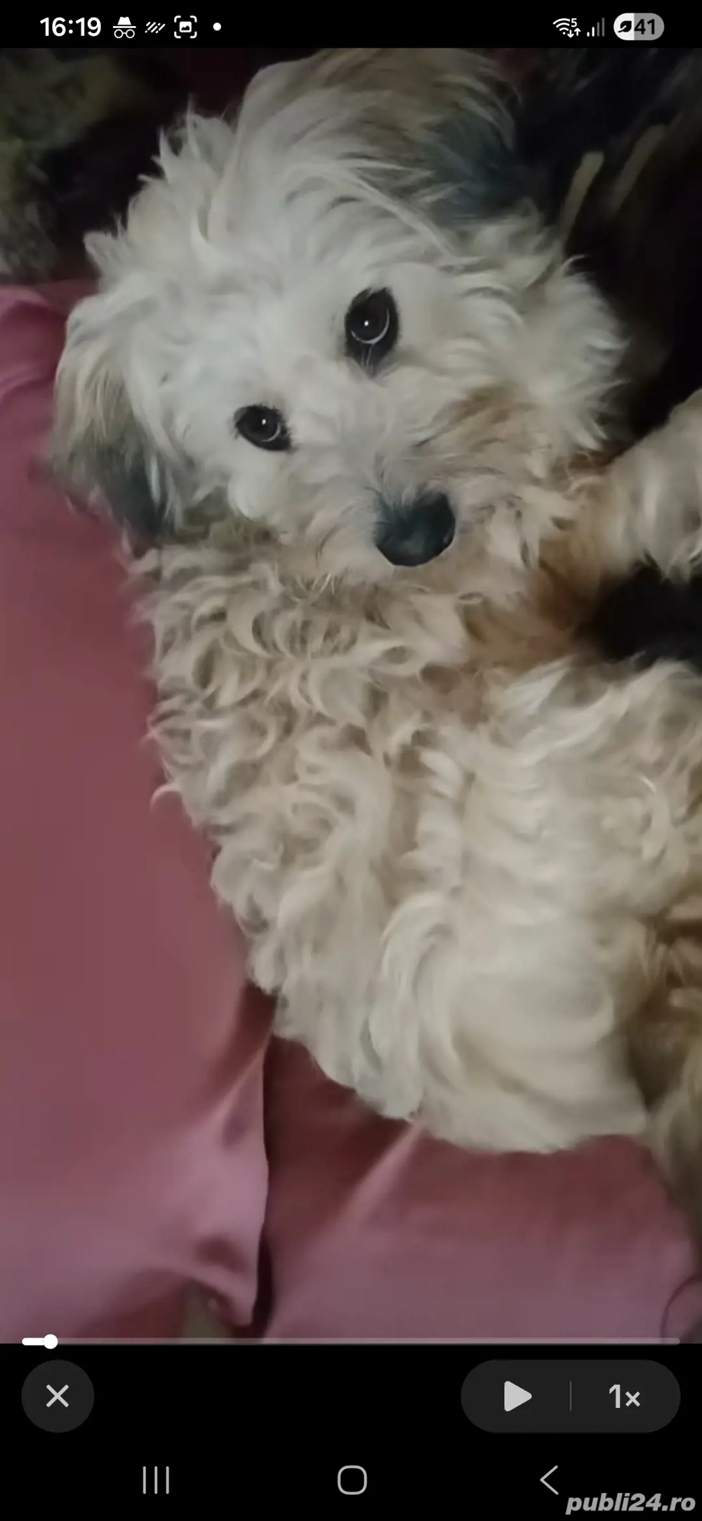 bichon rasă